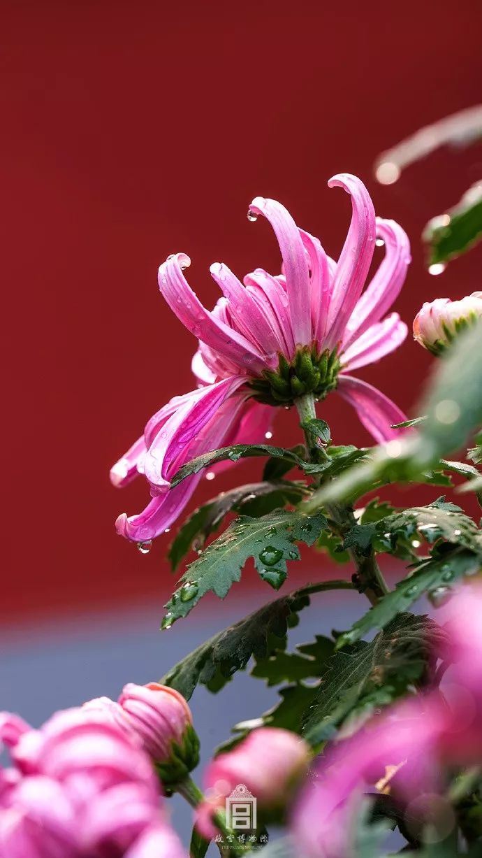 这100张照片,就是去故宫的全部理由!(美到哭,宜收藏)