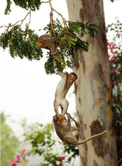 猴子捞月只在书上见过今天带你看树上的懵了都