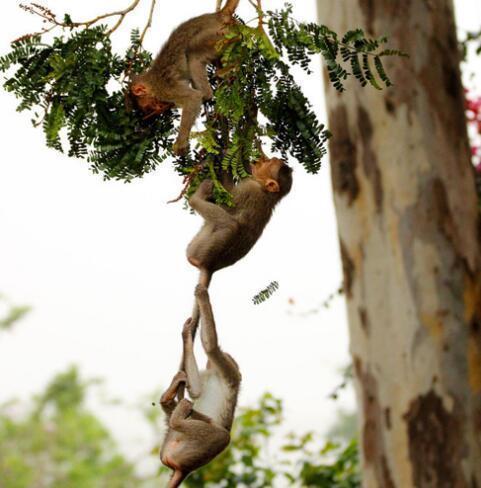 猴子捞月只在书上见过今天带你看树上的懵了都