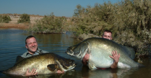非洲一鲈鱼入侵中国,能长到200多斤,国内吃货:10斤就能吃