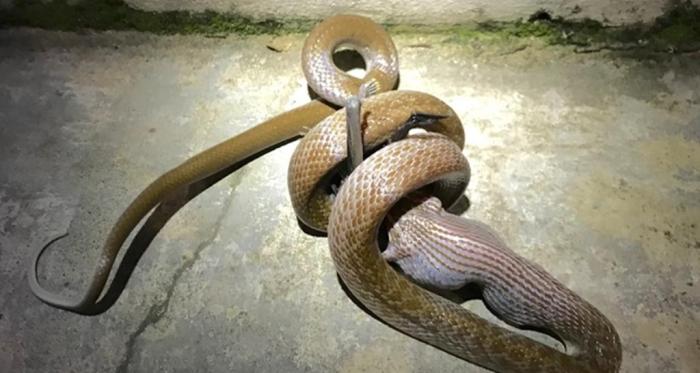 小蛇捕猎巨大蝙蝠用了半个小时将其吞下变成眼镜蛇