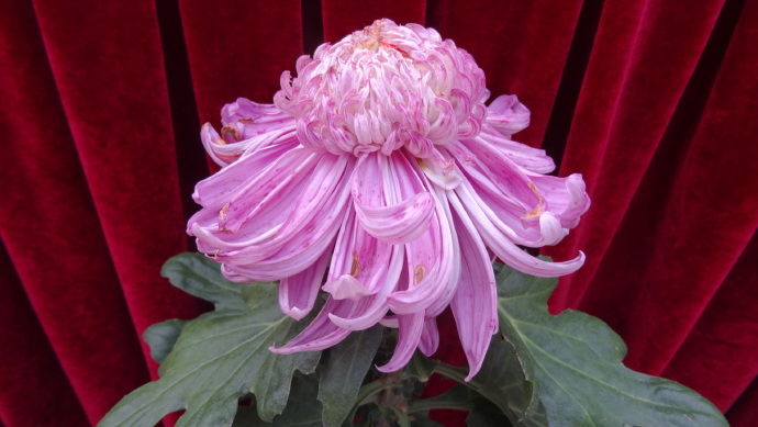 喜欢菊花,就养盆"珍品名菊"洹水紫桂,似粉嫩钻戒,高端大气!