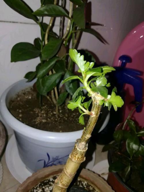 四季都能开花长寿花养成老桩修剪要跟上