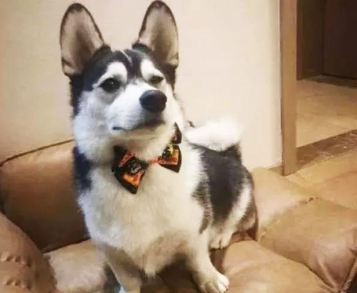 但是条件不允许,最终弄出了一个"哈士基"|柯基犬|哈士奇|狗狗_新浪