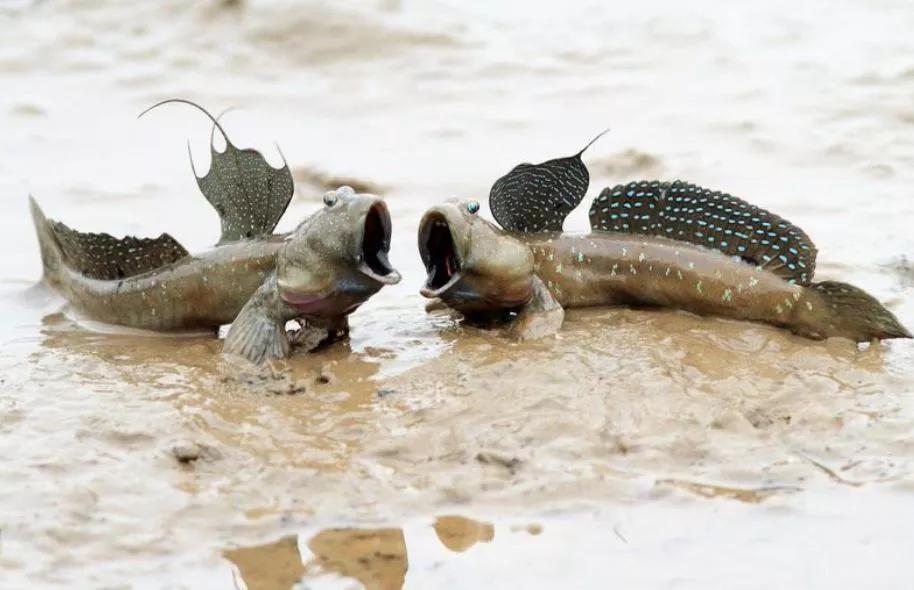 有一种鱼不但可以离开水,它竟然还能爬树