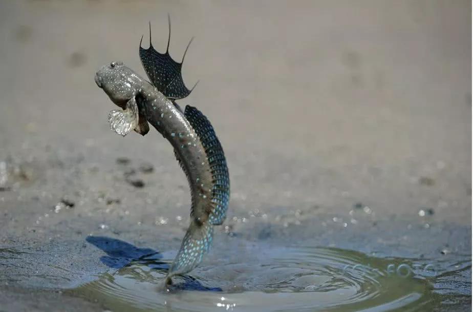 有一种鱼不但可以离开水,它竟然还能爬树