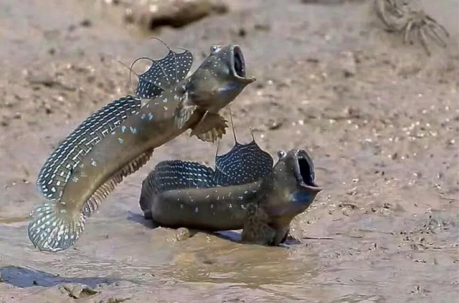 有一种鱼不但可以离开水,它竟然还能爬树