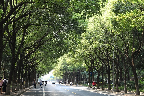 树种多样道路版式丰富景观协调性更佳申城有望再添24条林荫道