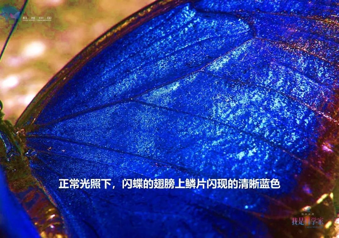 蓝色金属光泽的虫子图片