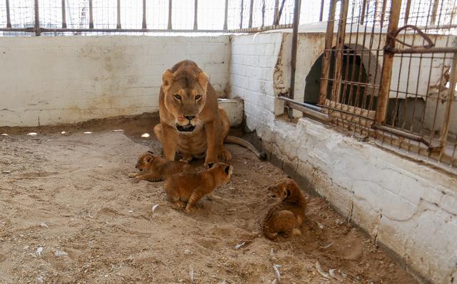 加沙一动物园母狮生下3只宝宝萌娃目不转睛撸狮子幼崽