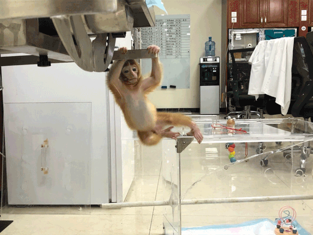 这猴估计要不行了后来它成了院霸