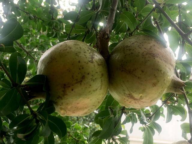 老石榴树结出双胞胎果实居民称头一次见