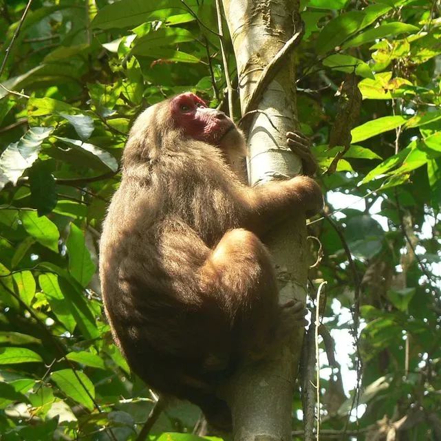 这猴估计要不行了后来它成了院霸