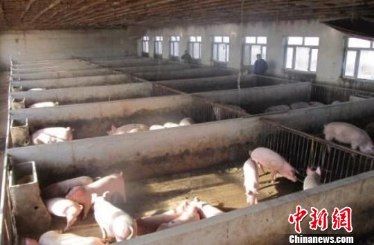巴彦县的生猪养殖场(巴彦县供图)