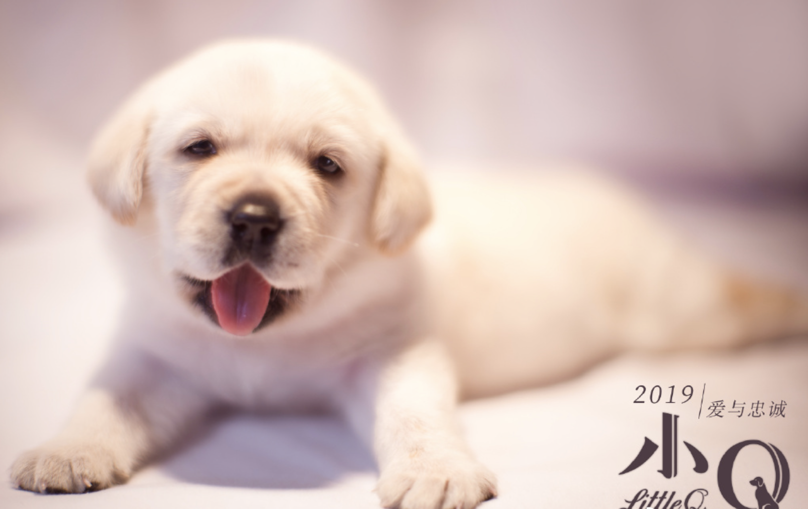 任达华超感人电影《小q》,黑暗的人生,也会有属于你的温暖陪伴