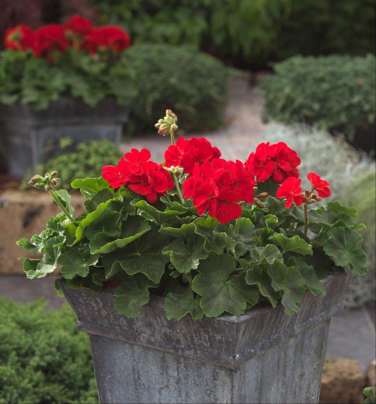 别以为到了秋天,天竺葵就安全了,盆栽天竺葵安全度夏的秘诀