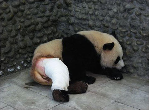 大熊猫爬树摔倒,屁股上的毛被剃光,网友直呼辣眼睛!