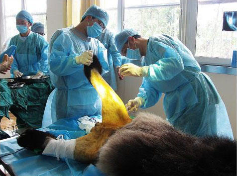 大熊猫爬树摔倒,屁股上的毛被剃光,网友直呼辣眼睛!