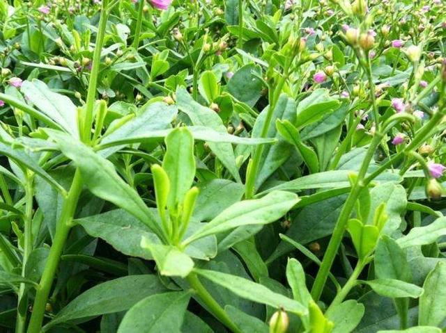 大鱼大肉吃腻了,来点"东洋菜"试试,很多人不认识!