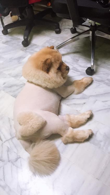 松狮犬太肥被嘲笑,洗澡后一秒破谣言,结局好尴尬!