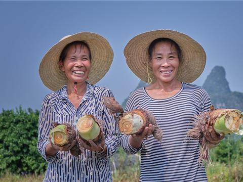 乾隆都崩溃的假荔浦芋头,骗不了盒区用户