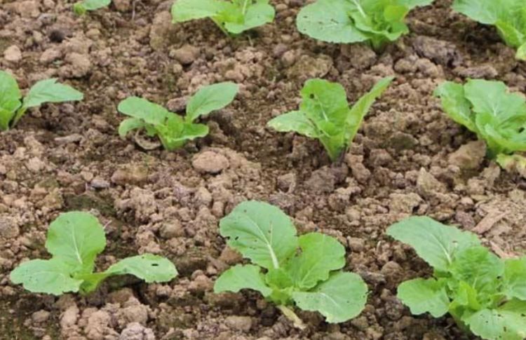 不要延迟大白菜的生长.现