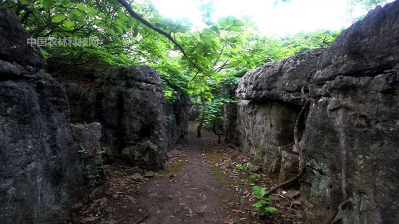 峡谷奇观大梭生态峡谷!一县一品公益助农,广西象州特产红米