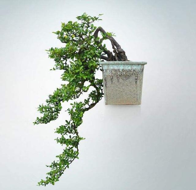 外形苍劲古朴,枝干可塑性强,两面针做成盆景,气度不凡!