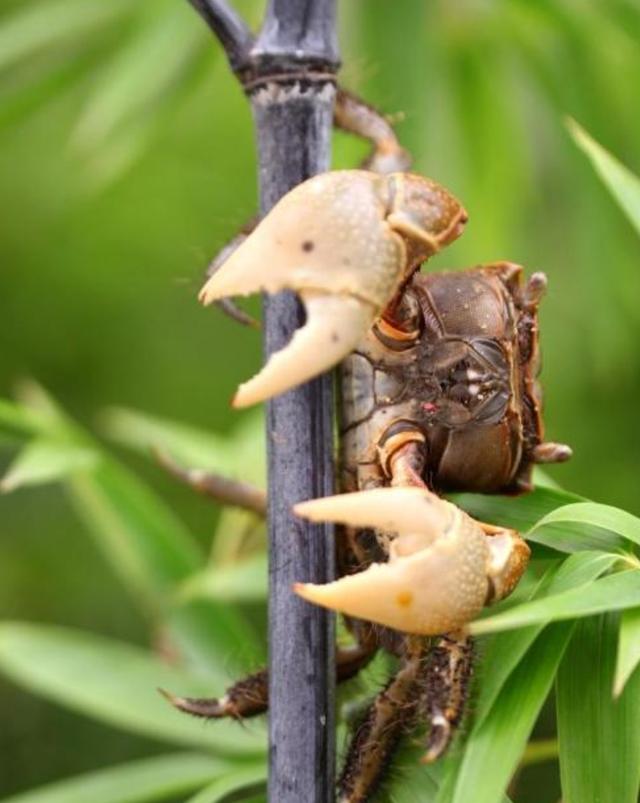 农村稻田里的野货,被称为"天下奇鲜",口感比大闸蟹还要好|螃蜞|大闸蟹