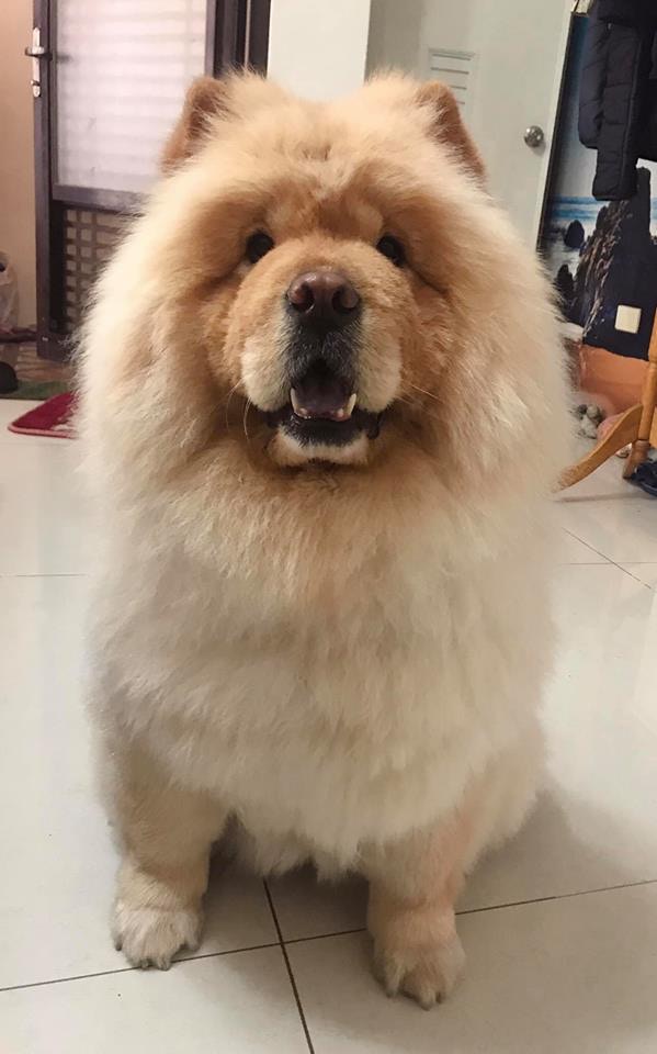 松狮犬太肥被嘲笑,洗澡后一秒破谣言,结局好尴尬!