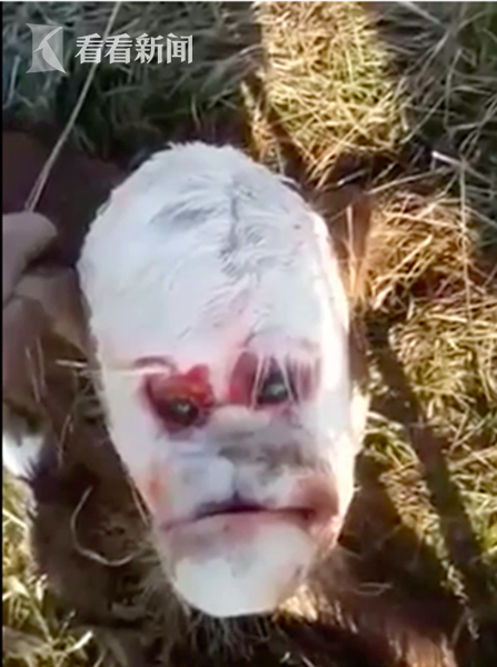 怪面牛犊酷似人脸表情痛苦 降生几小时后夭亡 专家揭秘变异成因