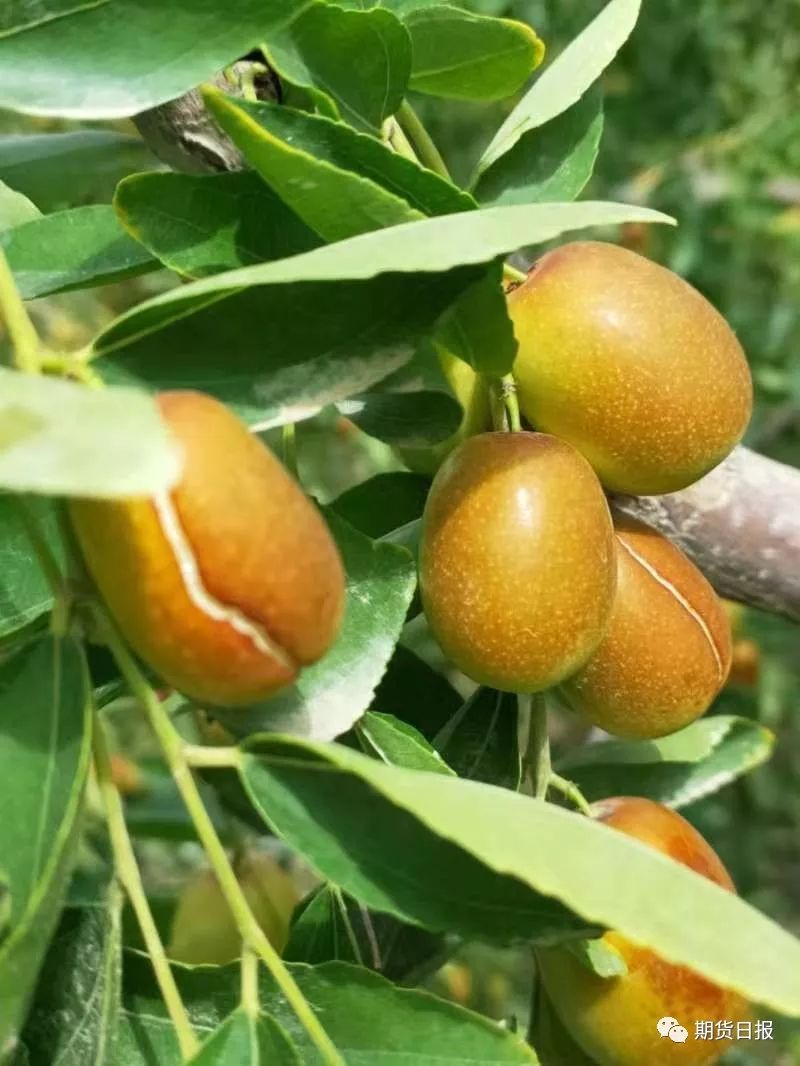 大雨来枣果裂红枣期价跌
