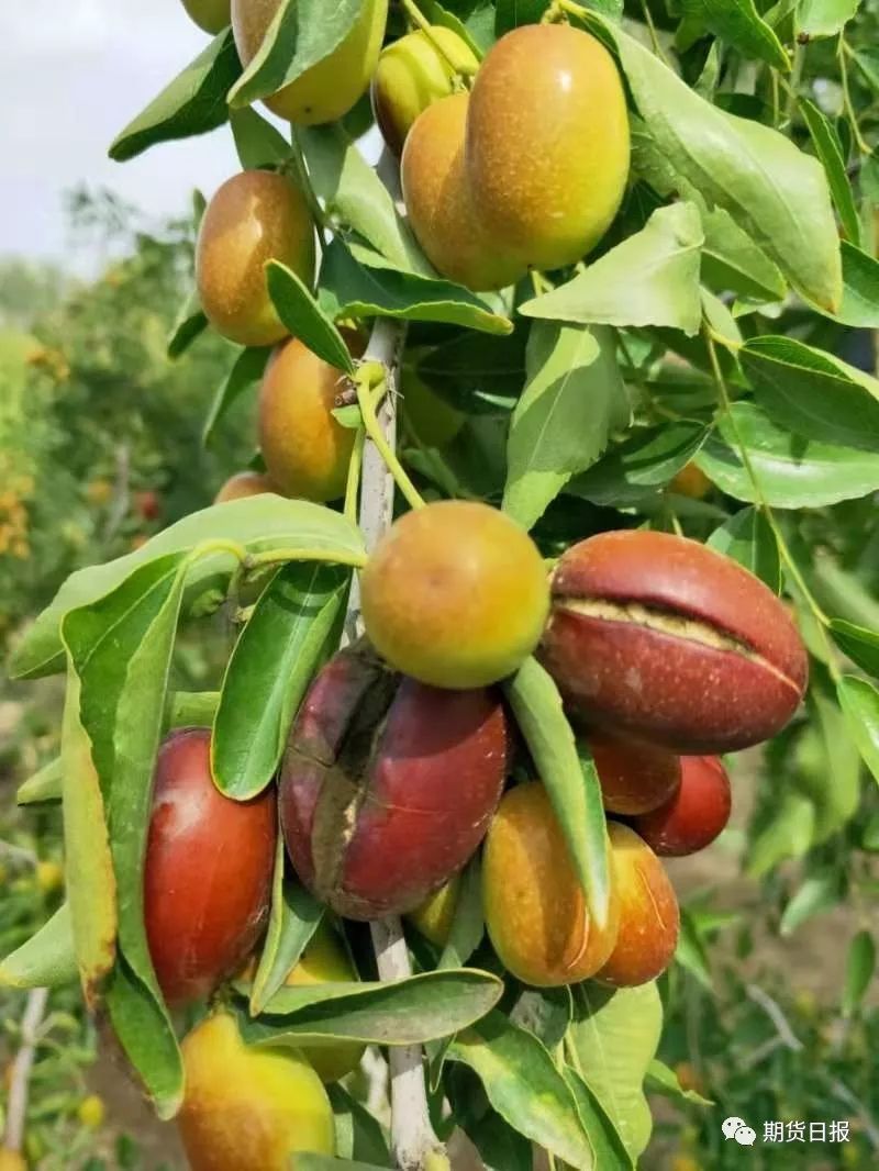 大雨来枣果裂红枣期价跌