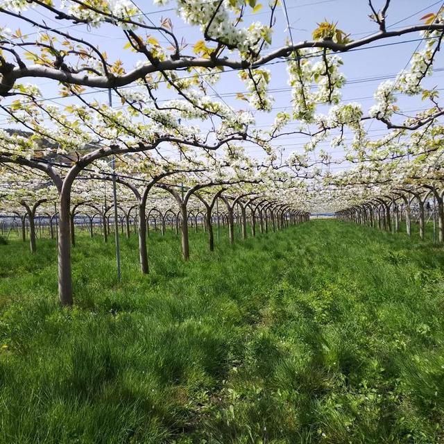 当然,相比于其他树型来讲,水平棚架梨树也不可避免会有一些缺点,首先