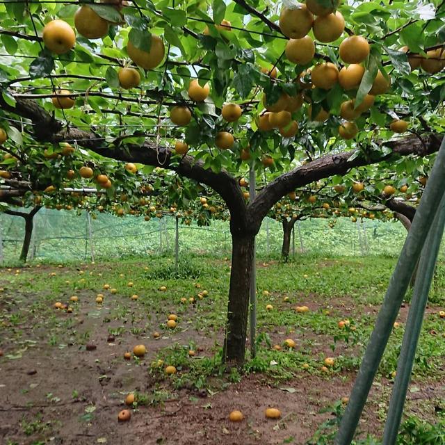 所以果农选择水平棚架的最主要原因是可以尽量减少台风的破坏,梨树的