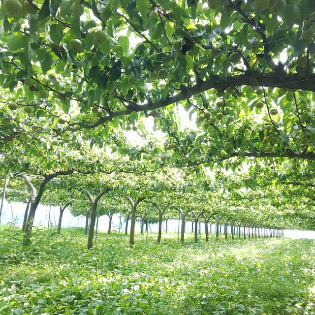 当然,相比于其他树型来讲,水平棚架梨树也不可避免会有一些缺点,首先