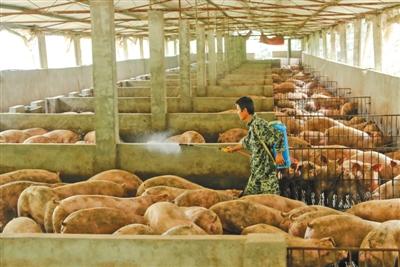 　▶2019年8月27日， 四川省广安市华蓥市驴山养猪场的饲养员， 在分别给补栏的1800多头生猪的圈舍喷洒消毒液。