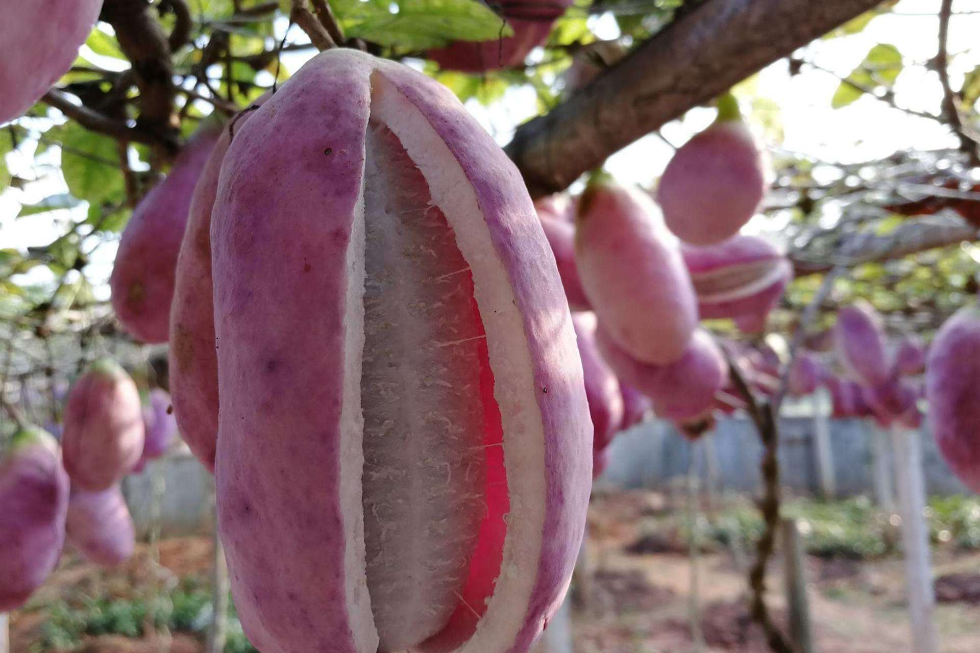 八月炸产量高还好吃,20元每斤抢着购买,老农:比种粮收入多!