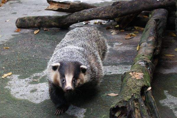 过去农田害兽"土猪子",现在怎么成了香饽饽,养殖有前途吗
