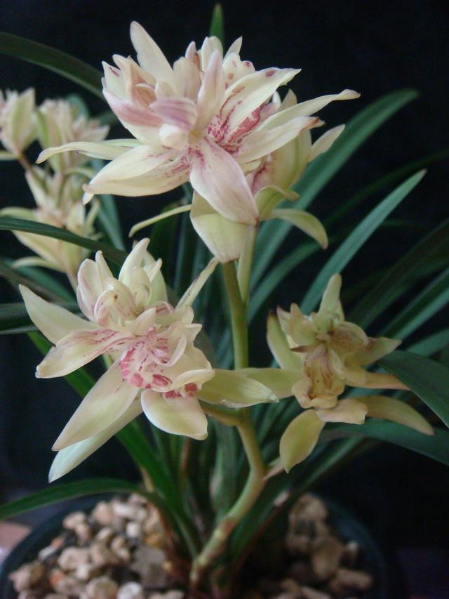 富山奇蝶兰花怎么养