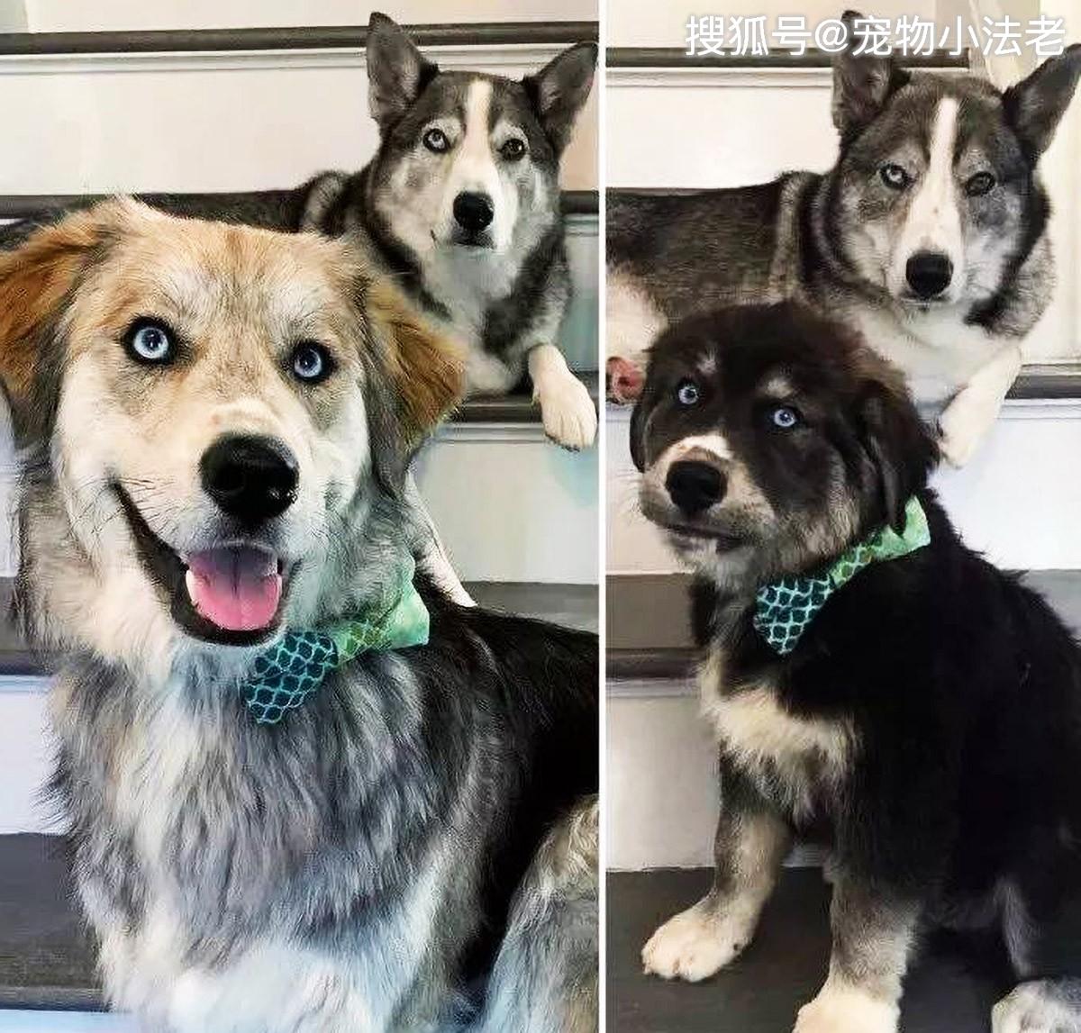 哈士奇和金毛混血,生出1只"哈士金",丑到让人窒息!