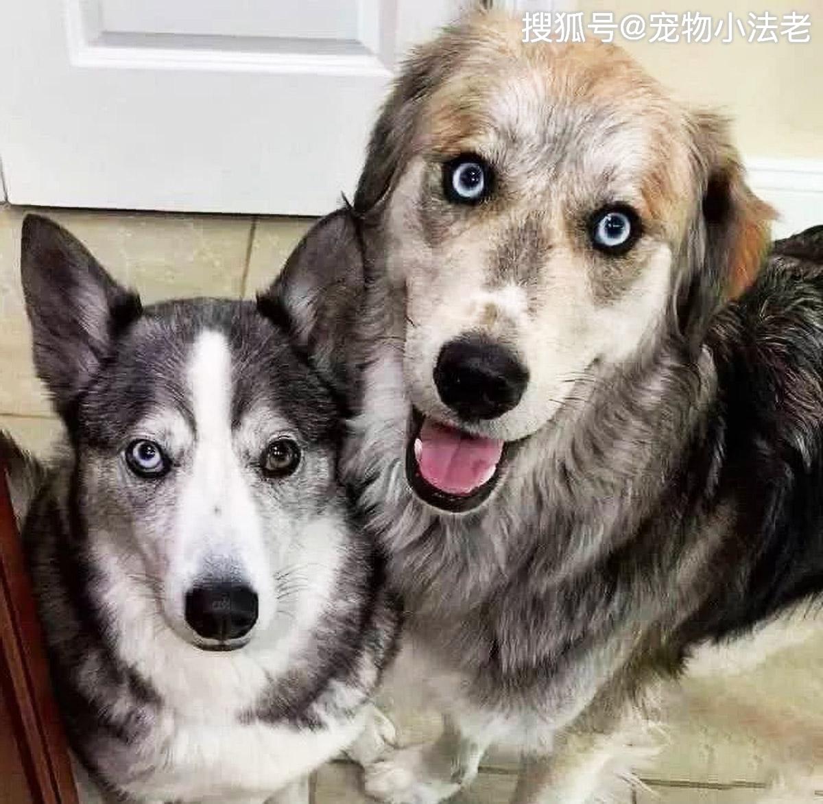 哈士奇和金毛混血,生出1只"哈士金",丑到让人窒息!