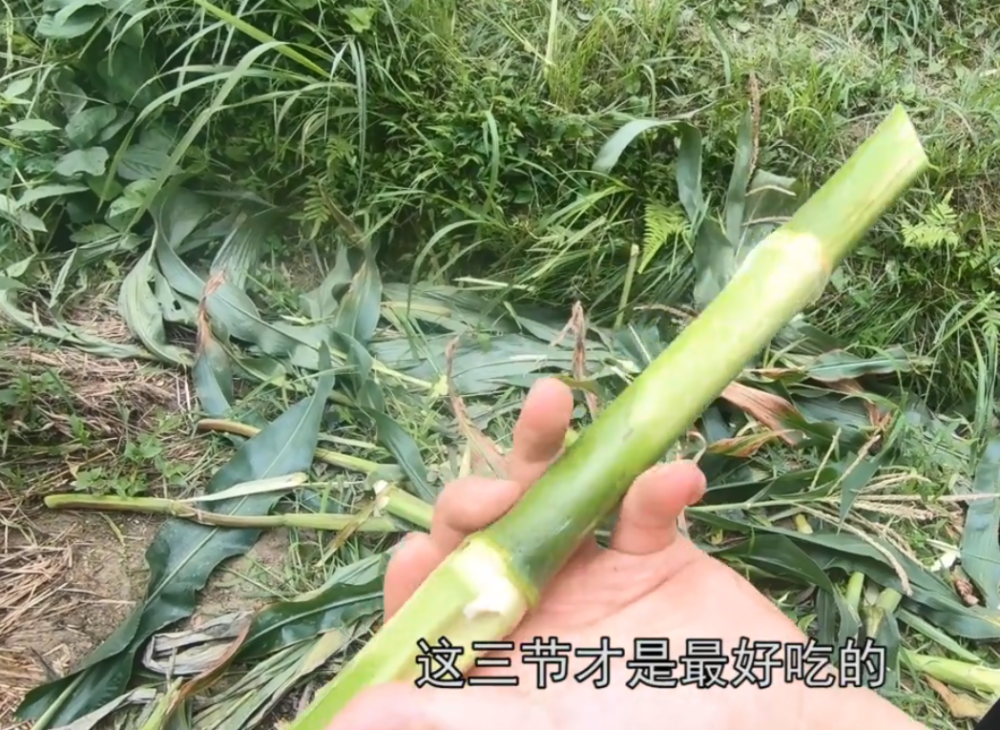 原来这玉米杆也能吃,最精华的部分只有3节,吃起来比甘蔗还甜