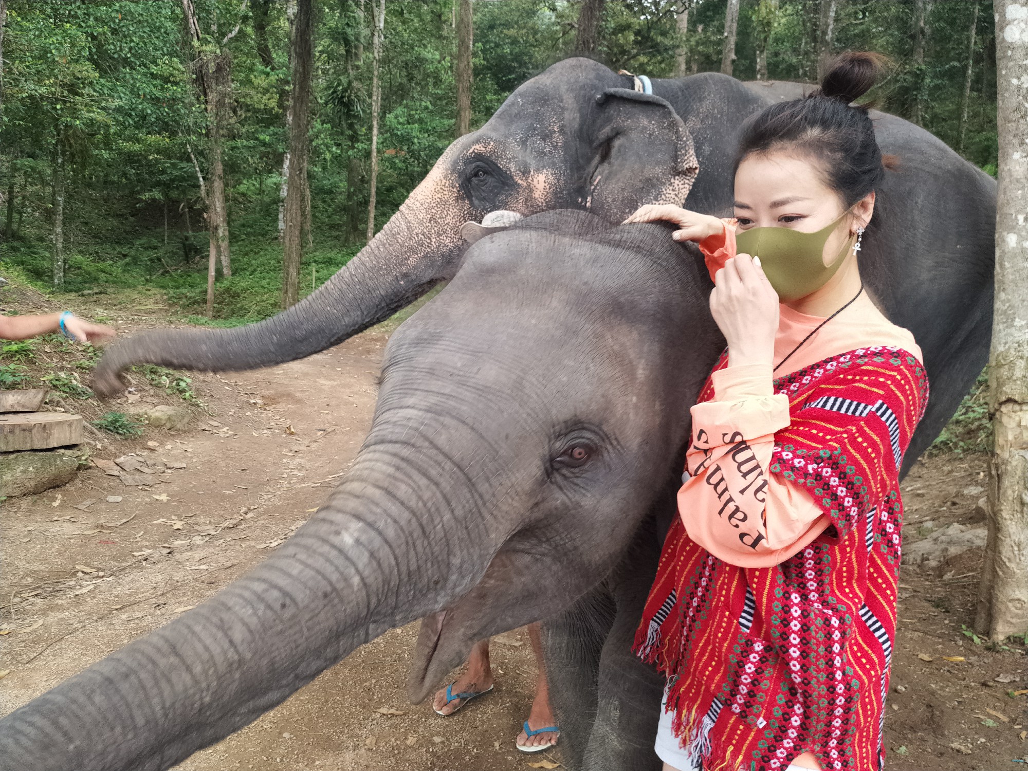 古装女王陈紫函化身大象守护员微博直播引发粉丝热议