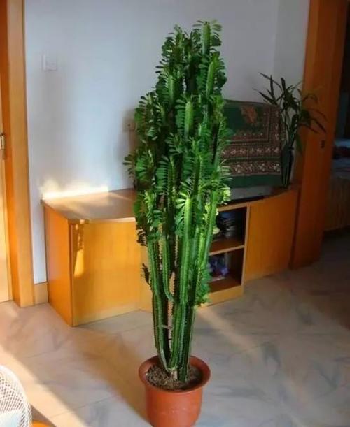 龙骨花|植物|沙漠玫瑰_新浪新闻