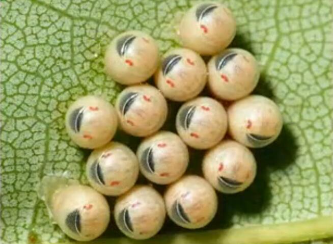 树上摘了一张叶子,上面都是笑脸,却是这种虫的蛋