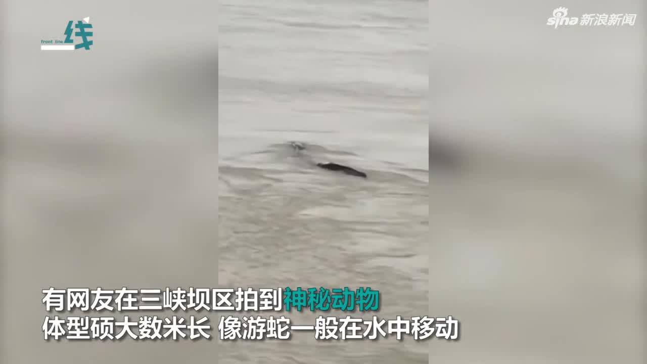 水怪视频:专家分析“三峡水怪”或为塑料袋 视频拍摄地存疑
