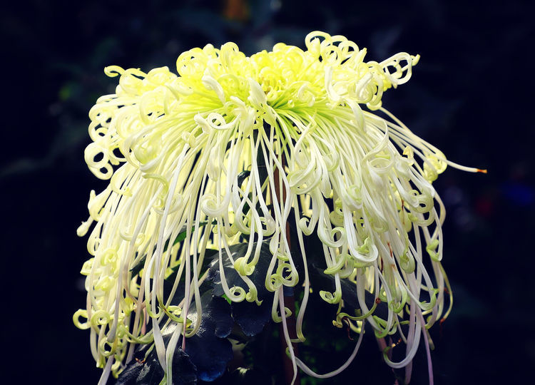 喜欢菊花,就养盆"精品菊花"十丈珠帘,花赛月光,娇柔舞魅!