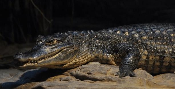 第三名:亚马逊森蚺