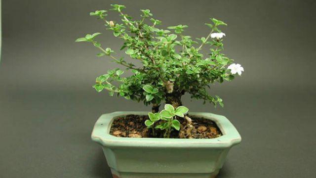 六月雪怎么养(六月雪盆景怎么养)